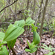 This is Solomon’s Seal, another native wildflower. It is often confused with False Solomon’s Seal; the easiest way to distinguish them is that the “fake” wildflower has its flowers and seeds above the stem, whereas you can see the tiny seed pods hanging below here.